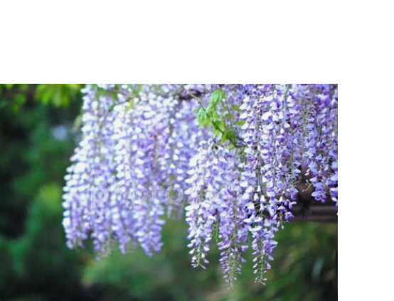 ゴールデンウィーク休業のお知らせ