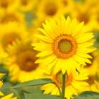 夏季休業のお知らせ